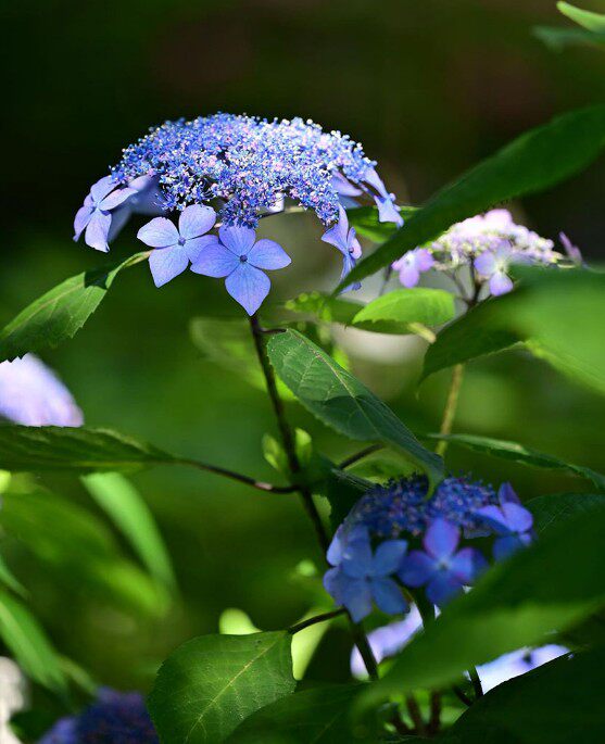 山东基地塔d贝翠鸟绣球大苗仙女阳台花园夏季开花可调蓝色平顶绣