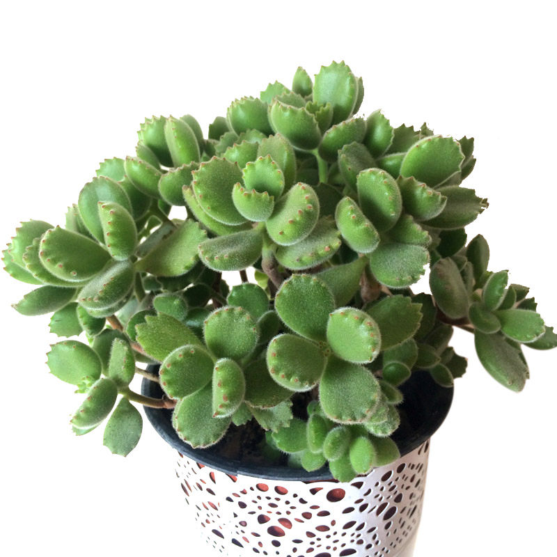 速发熊童子老桩大颗带盆土多肉白熊绿植包邮 熊童子多肉植物老桩