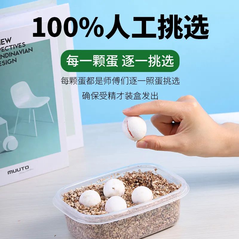速发乌龟蛋可孵化品种随机黄缘龟金钱龟蛋龟深水龟半水小宠物三线