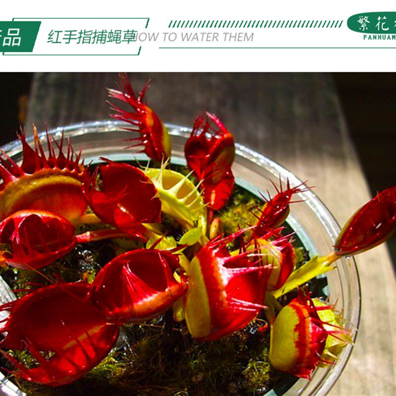 红手指捕蝇草【迷你可爱小型品种多g肉绿植盆栽食人花扑蝇草】