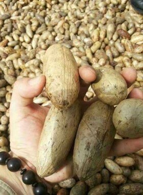 佛心果原籽老果金包玉释迦菩提手串珠O把件文玩吊坠挂件项链