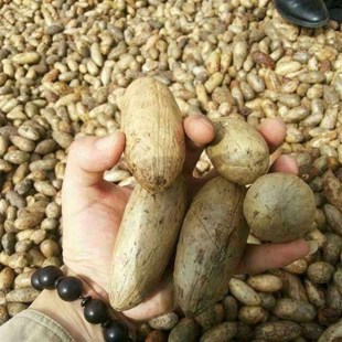 佛心果原籽老果金包玉释迦菩提手串珠O把件文玩吊坠挂件项链