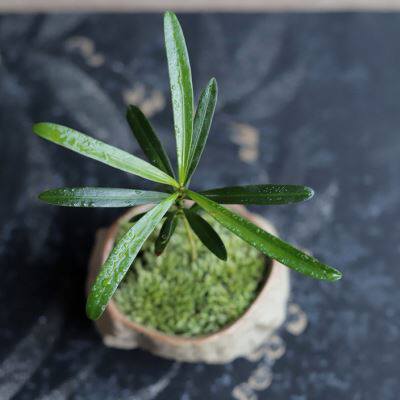 新品海岛礁石罗汉松苔藓迷你雅致拇指桌面品味茶书桌掌中宝微盆景