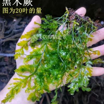 推荐黑木蕨水草鱼缸造景高端植物蕨类阴性种沉木上水下叶原生缸森