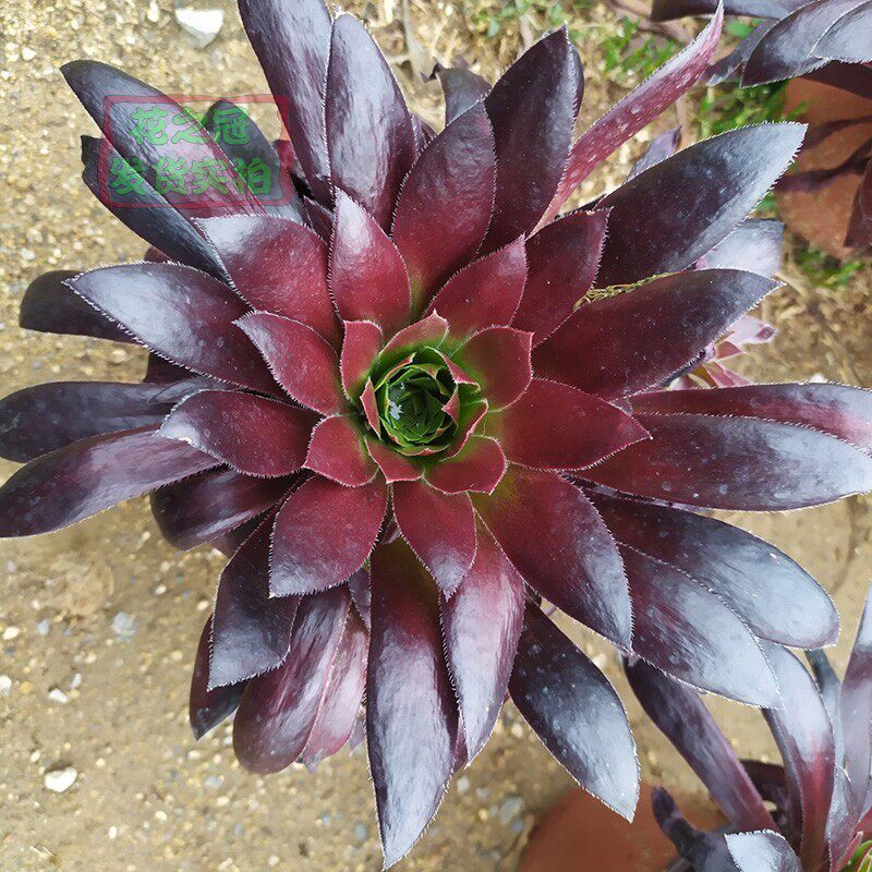 法师孔雀群生老桩多肉植物新法师三仙懒l人植物盆栽花卉花卉绿植