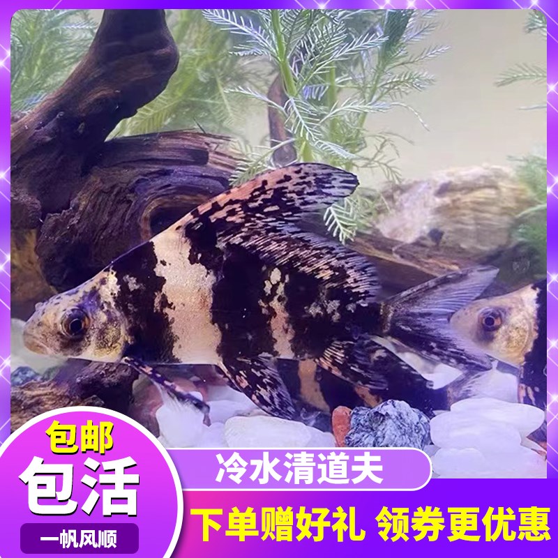 速发冷水清道夫鱼吃屎鱼小型清洁鱼缸垃圾除藻好养淡水观赏一帆风