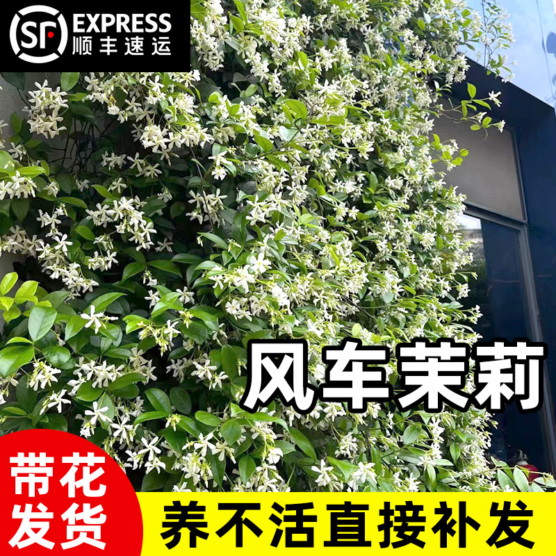 风车茉莉室内阳台花卉盆栽常青绿植爬藤植物垂丝络石X藤四季开花