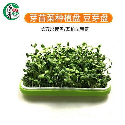 芽苗菜种植盘宝宝种菜家里发豆芽育苗托盘快速无土水培种蔬菜现货