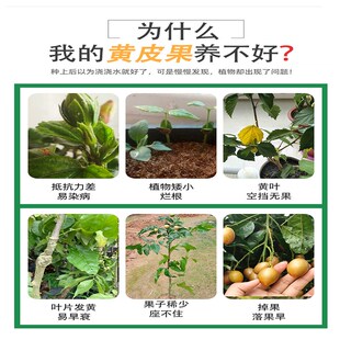 黄皮树专用肥黄皮树肥料黄皮果肥料营养液果P树复合肥果苗种盆栽