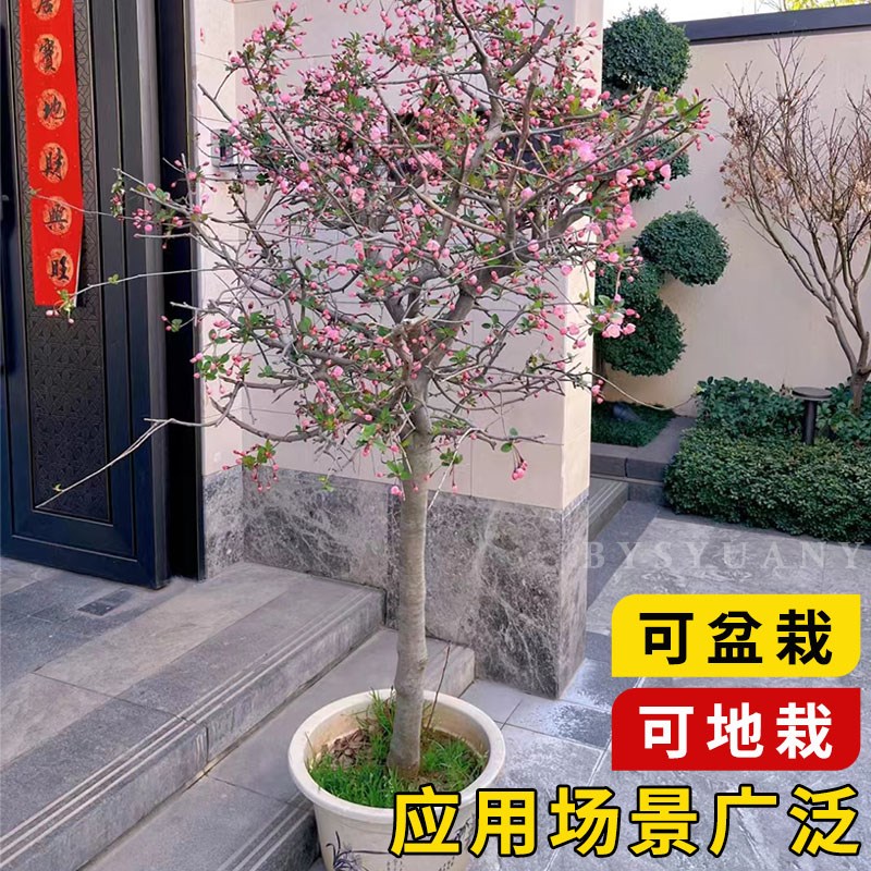 海棠树苗庭院地栽高杆西府海棠垂丝海棠花耐寒植物花北美海棠包邮