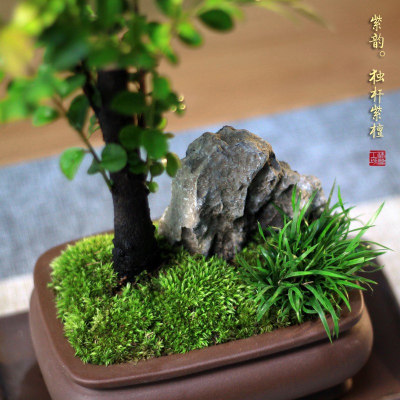 小叶紫檀黑骨茶山水盆景菖蒲盆栽办公室茶桌n办公桌面室内好养绿