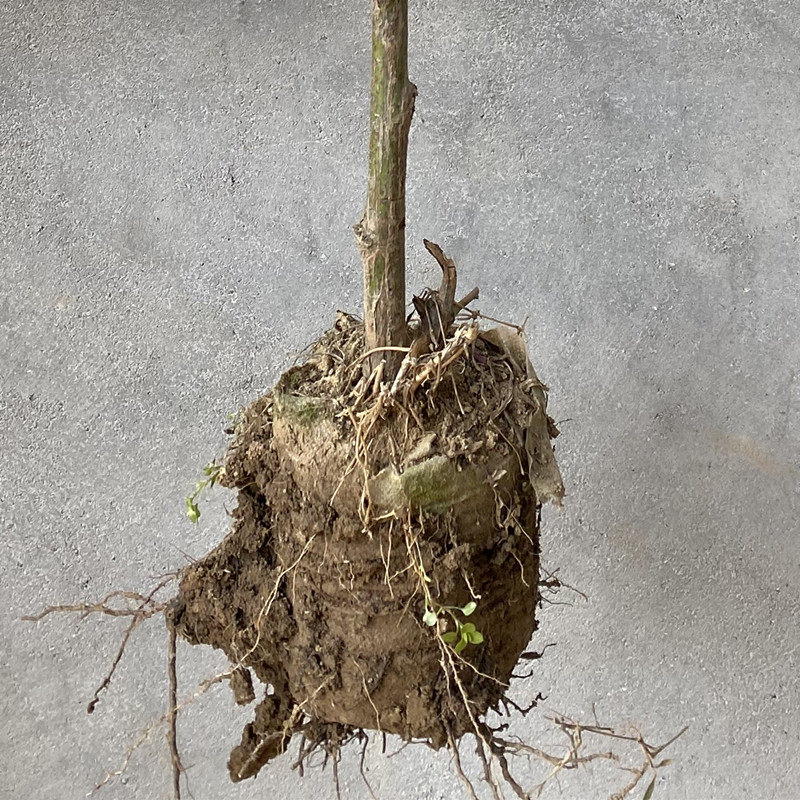 无刺蔷薇a杆子带根树桩状月季嫁接砧木小棒棒糖随意嫁接