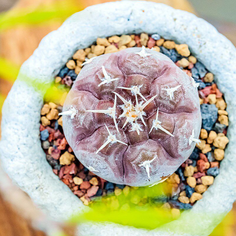 工厂销铅皮 多肉植物 仙人球 实生裸萼球属GymnoJcalycium procha