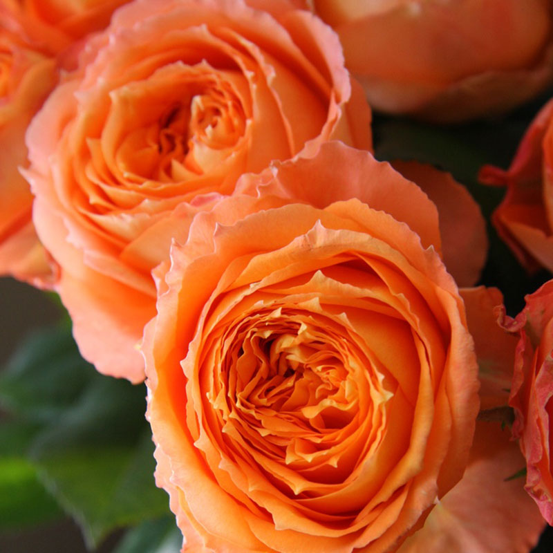 浩田花苑新品橙色月季花苗【橙月亮】分支好适合阳台盆栽四季花苗