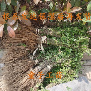 榔榆树苗小苗小叶榆树花皮纸皮榔榆童子功附石盆景素材