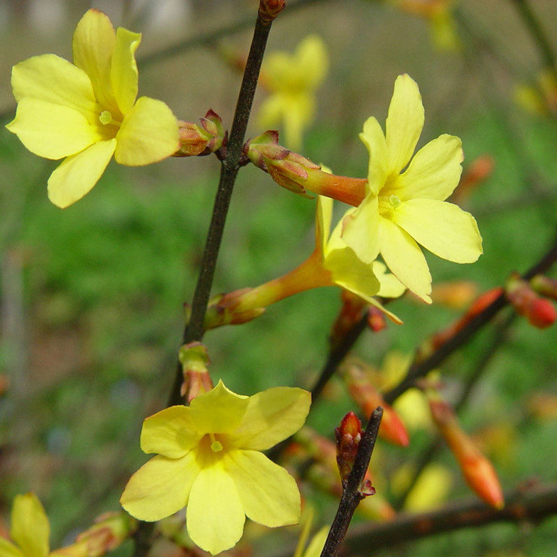 庭院植物丛生连翘黄老虎花苗四季种植户外阳台盆栽花迎春花卉易养