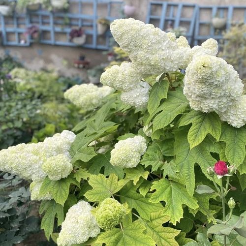 栎叶绣球和声盆栽重瓣大花阳台庭院花园耐热耐寒好养多年生植物