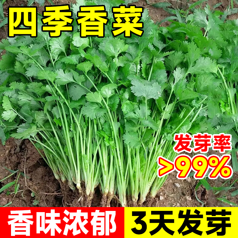 速发四季香菜籽种苗秋冬香菜盆栽大小叶芫L荽种子阳台老品种香草