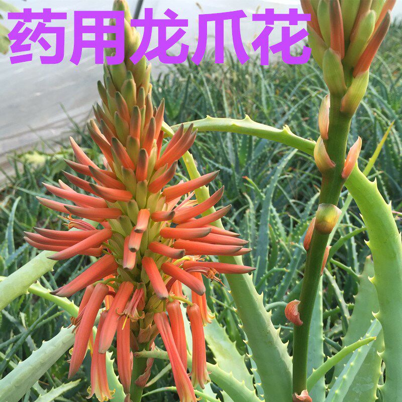 日本木立芦荟植物盆栽龙爪菊芦荟盆栽龙爪食用药用芦荟鲜叶片美容