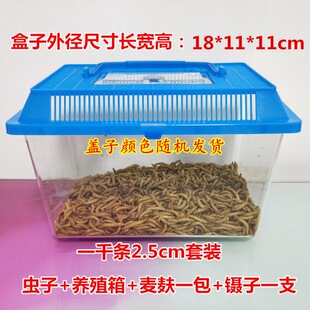 画眉鸟石蛙饲料 鹦鹉鱼 乌龟 金龙鱼 急速发货面包虫 黄粉虫活虫