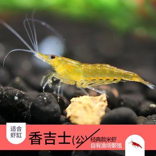 培生小宠物河虾苗淡水水殖虾小米活虾饲料虾活小观赏家养水族