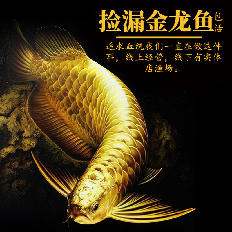 速发金龙鱼活鱼龙鱼幼苗过背高背练手印尼辣椒纯血红龙鱼苗热带观