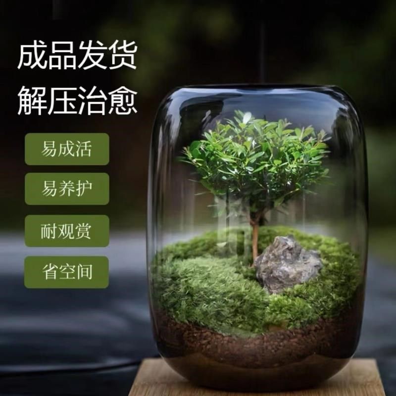 生命之树懒人养鱼苔藓微景观办公室盆栽宿舍植物桌面生态瓶真植物,节庆用品/礼品,装饰灯,淘宝优惠券,粉丝福利购,淘宝优惠卷