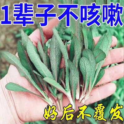 推荐【一盒止咳】咳嗽贴干咳久咳无痰过敏性咳嗽慢阻肺止咳平喘药