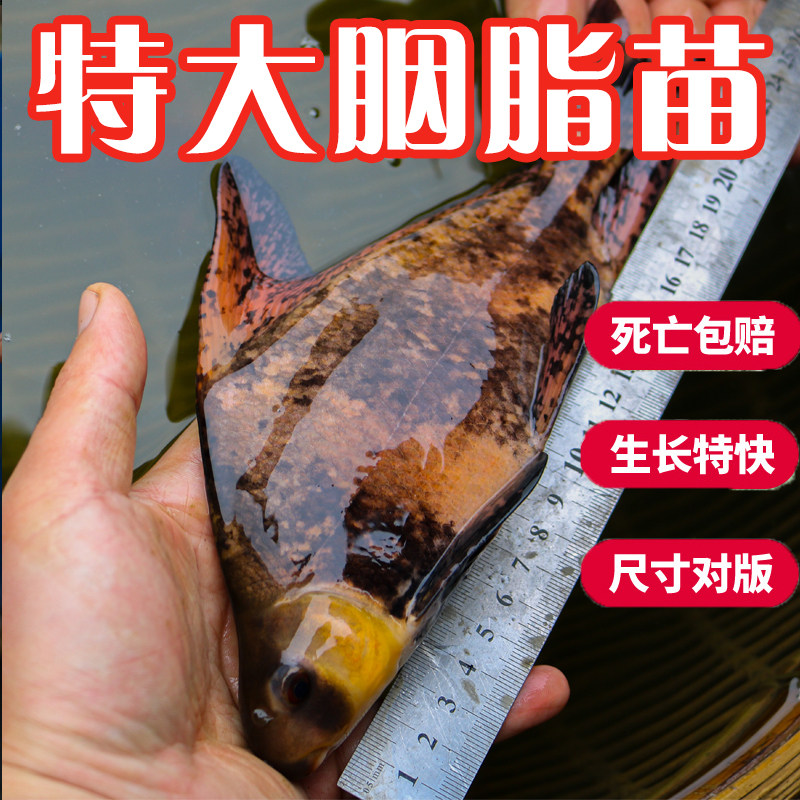 速发胭脂鱼苗一帆风顺鱼淡水冷水好养耐活清道夫观赏鱼缸清洁鱼工