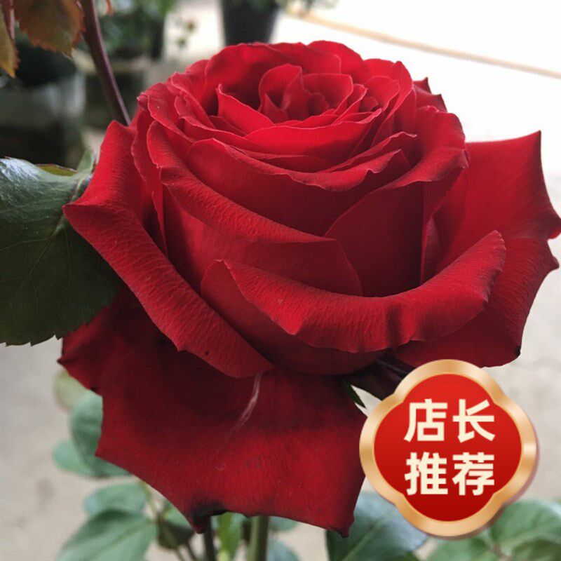 高杯红色切花新品玫瑰红兔月季花苗大花淡香多季开庭院室内外现货
