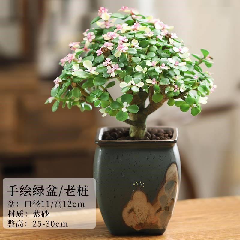 小众高货金枝玉叶老桩盆景室内客厅好养易活花卉四季开花多肉招财图片