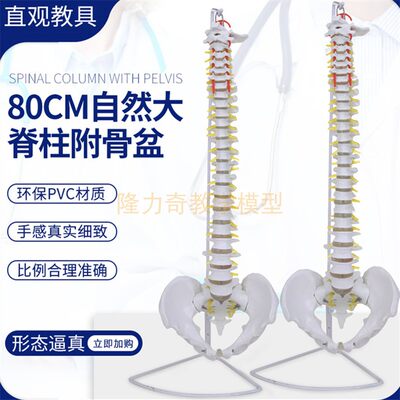 速发80CM一比一比例脊椎模型人体脊柱 自然大脊椎模型 脊椎带骨盆