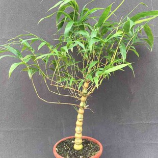 矮化罗汉竹金丝佛肚竹 观赏苔藓球佛竹罗汉竹密节竹大肚竹葫芦竹