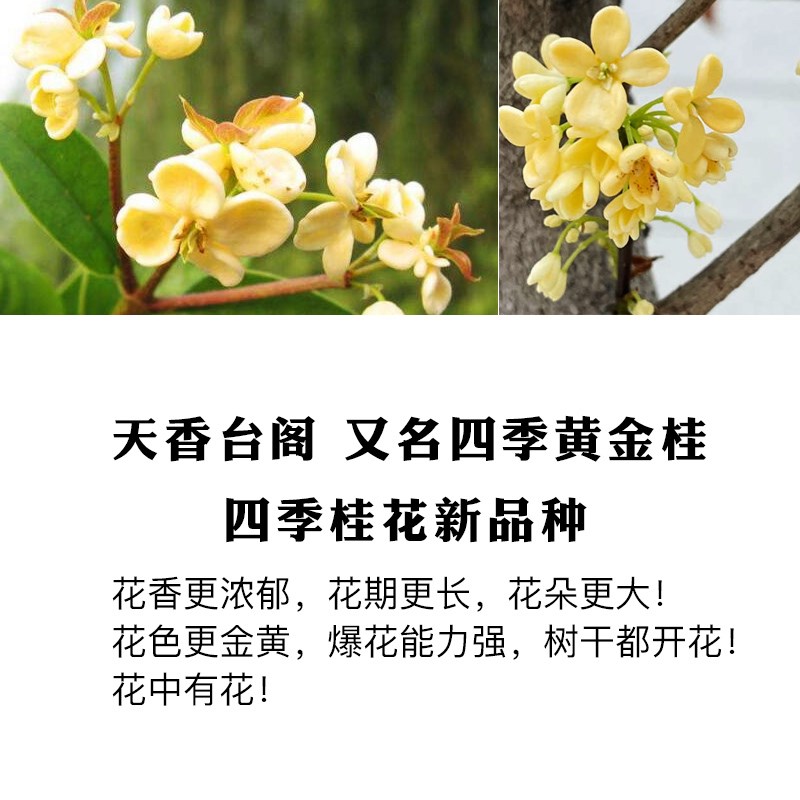 天香台阁黄金桂花树苗盆栽广东特级矮桩月月带花苞大树地栽庭院