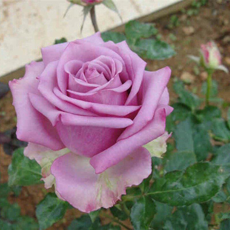 冷美人香水玫瑰花大苗盆栽特大花月季四季阳台庭院观花卉植物浓香