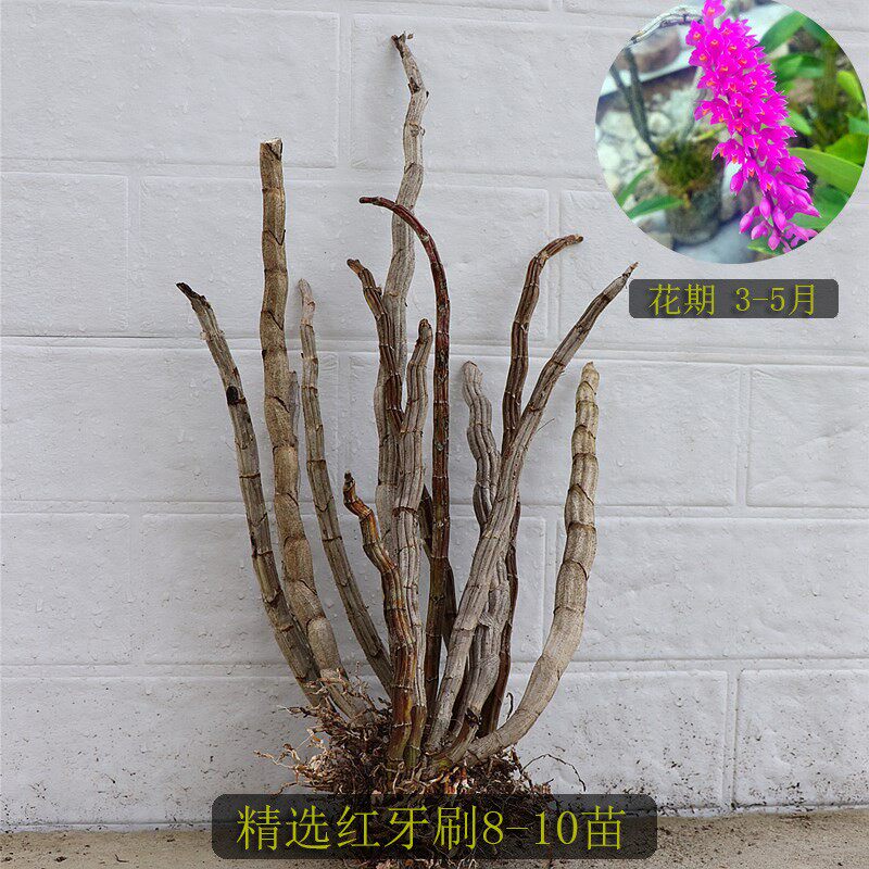 稀有红牙刷石斛 附生兰 吊兰花盆栽盆景 办公室绿植物全店满包