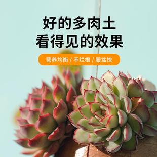 70%多肉专用颗粒土 速发买5斤送7斤 多肉通用专用控型控色