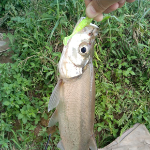 爆钓路亚软饵 T尾路亚软饵假饵软虫卷尾鳜鱼N翘嘴鲈鱼假饵淡水海