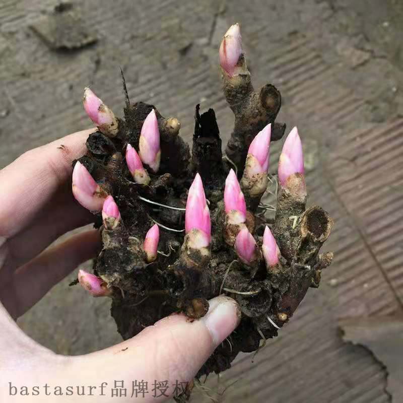 极速Peony seedling peony root block garden potted flowers an