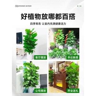 大叶绿萝柱盆栽客厅绿植室内吸甲醛净化空气办公室大型绿箩好养活