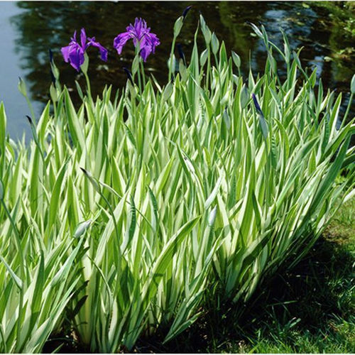 花叶玉蝉花盆栽花镜水池阳台庭院造景耐热花叶菖蒲多年生宿根植物