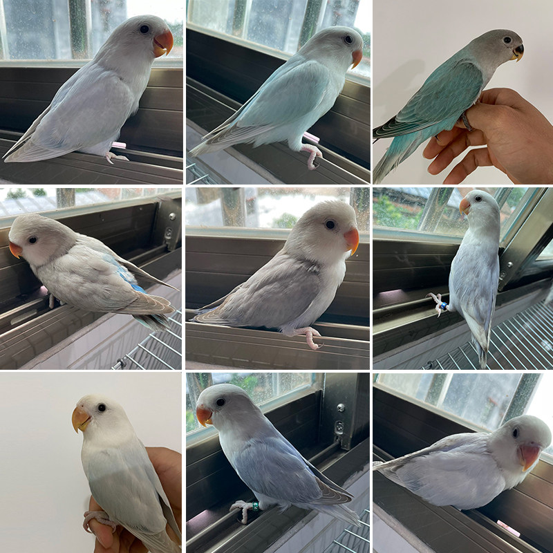 鹦鹉活鸟桃面特色牡丹鹦鹉爱情鸟紫伊莎松石伊莎紫熏蓝闪宠物鸟