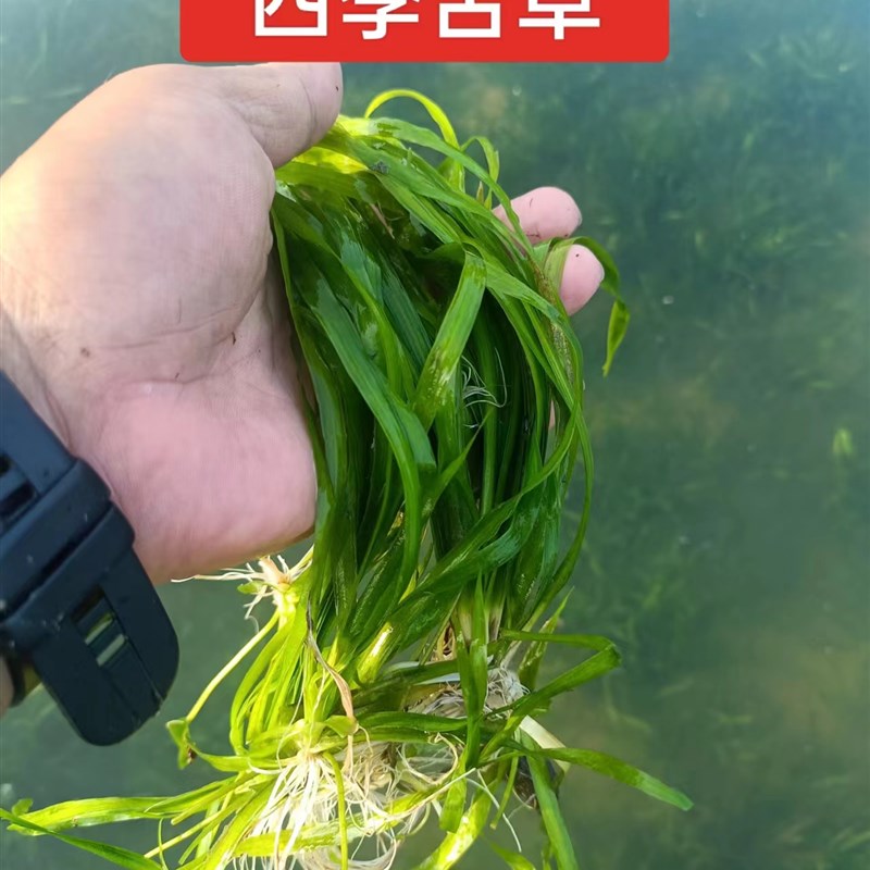 四季矮生苦草耐高温耐寒鱼虾蟹养殖鱼缸造景工程净化水质