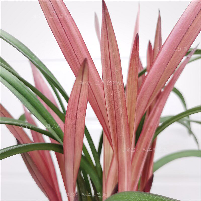 花605名草花苗建内兰四季兰贵红兰红荷室香客厅阳台绿植卉浓外好