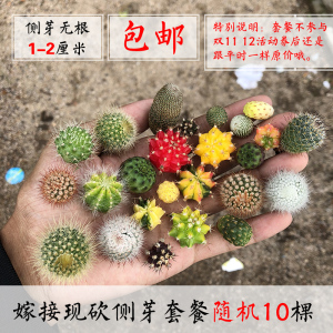 彩色仙人球丨仙人柱仙人掌嫁接组合包邮盆栽多肉植物包邮三角柱接