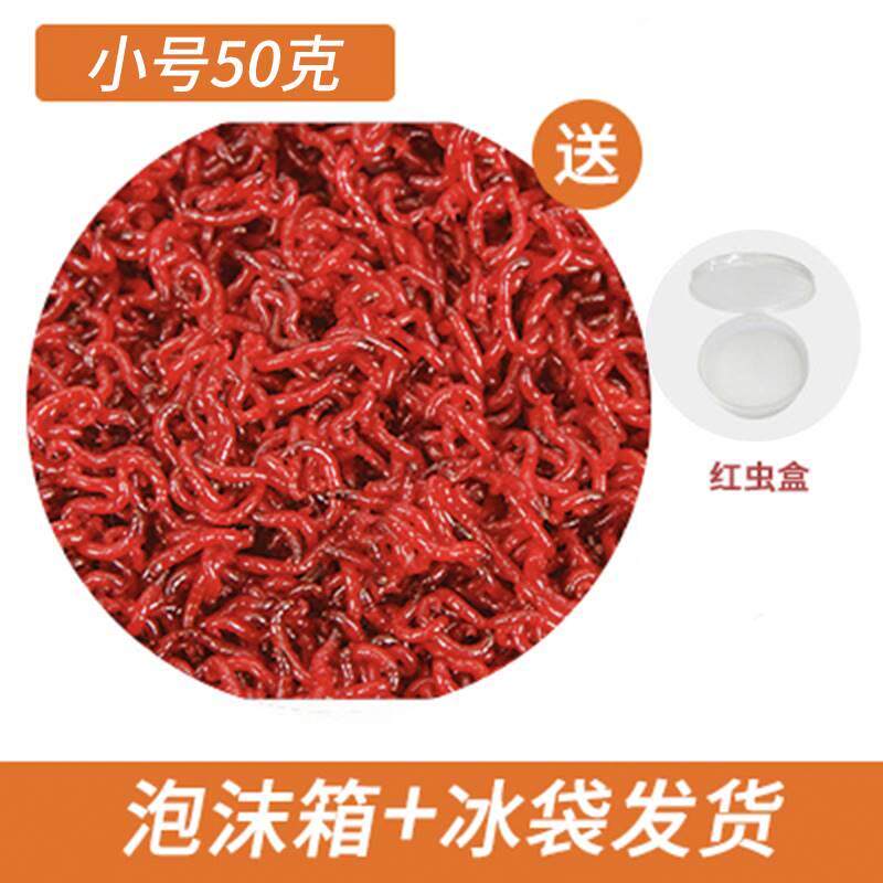 活品红虫活饵鲜新特大号公虫野钓鲫鱼鲤鱼饵料垂钓天津红虫喂鱼