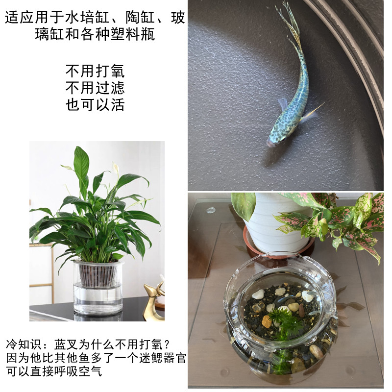 速发【包活】蓝叉鱼苗中国斗鱼变色鱼 儿童宠物好养 冷水观赏鱼不