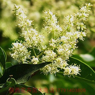 大叶女贞 冬青 蜡树四季发财树高杆女贞树苗不落叶四季常青风景树