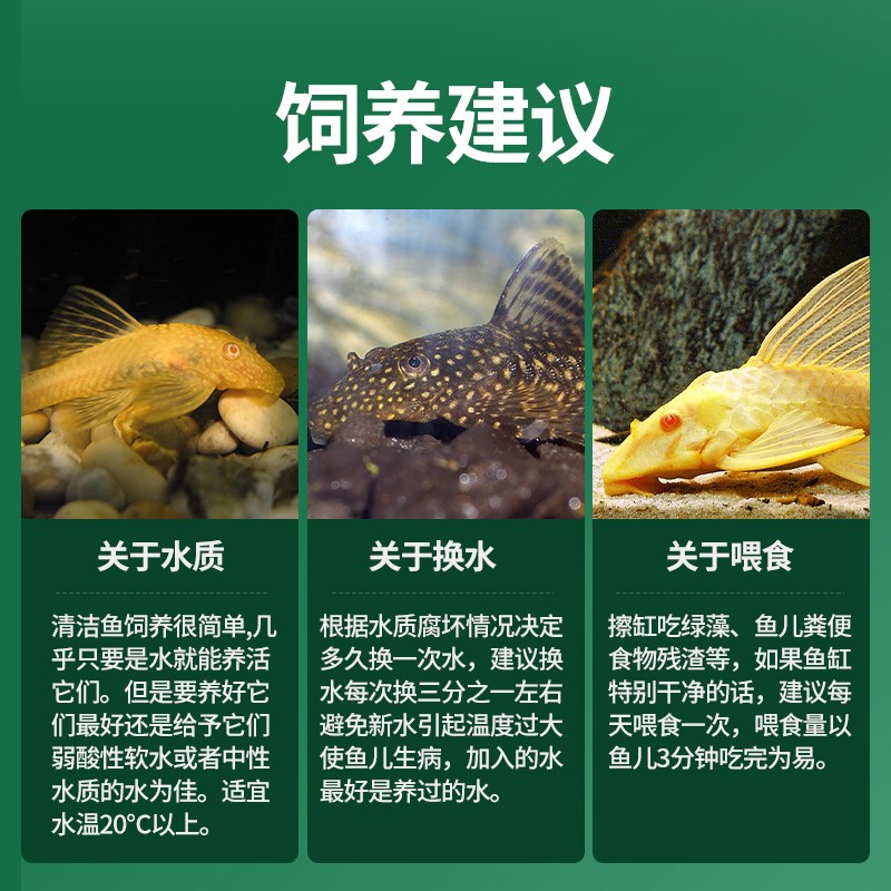 速发清道夫鱼缸清洁工金苔鼠观赏鱼耐活热带冷水吃粪便藻类工具鱼