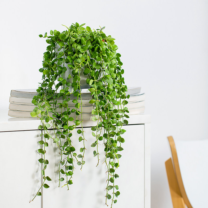 爱之蔓球兰室内垂吊多肉植物金边翡翠串钱藤山p乌龟金不换网红绿